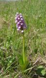 Orchis militaris. Цветущее растение. Ульяновская обл., Карсунский р-н, окр. с. Беловодье, правобережье р. Сура, луг в основании мергелисто-меловых склонов. 24 мая 2014 г.