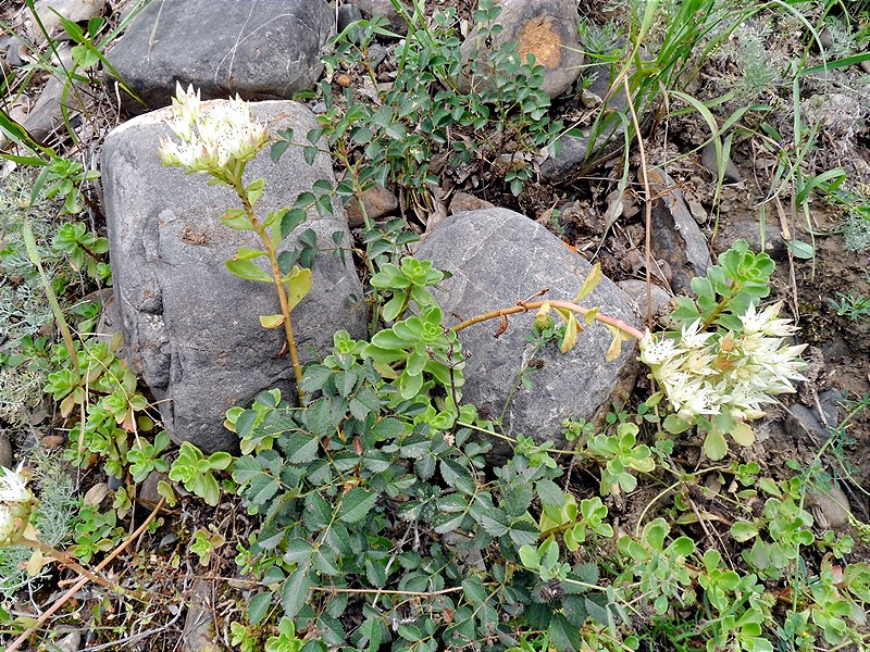 Image of Sedum oppositifolium specimen.