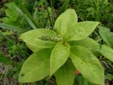 Lysimachia clethroides. Верхушка расцветающего растения. Приморье, окр. г. Находка, у лесной дороги. 05.07.2016.