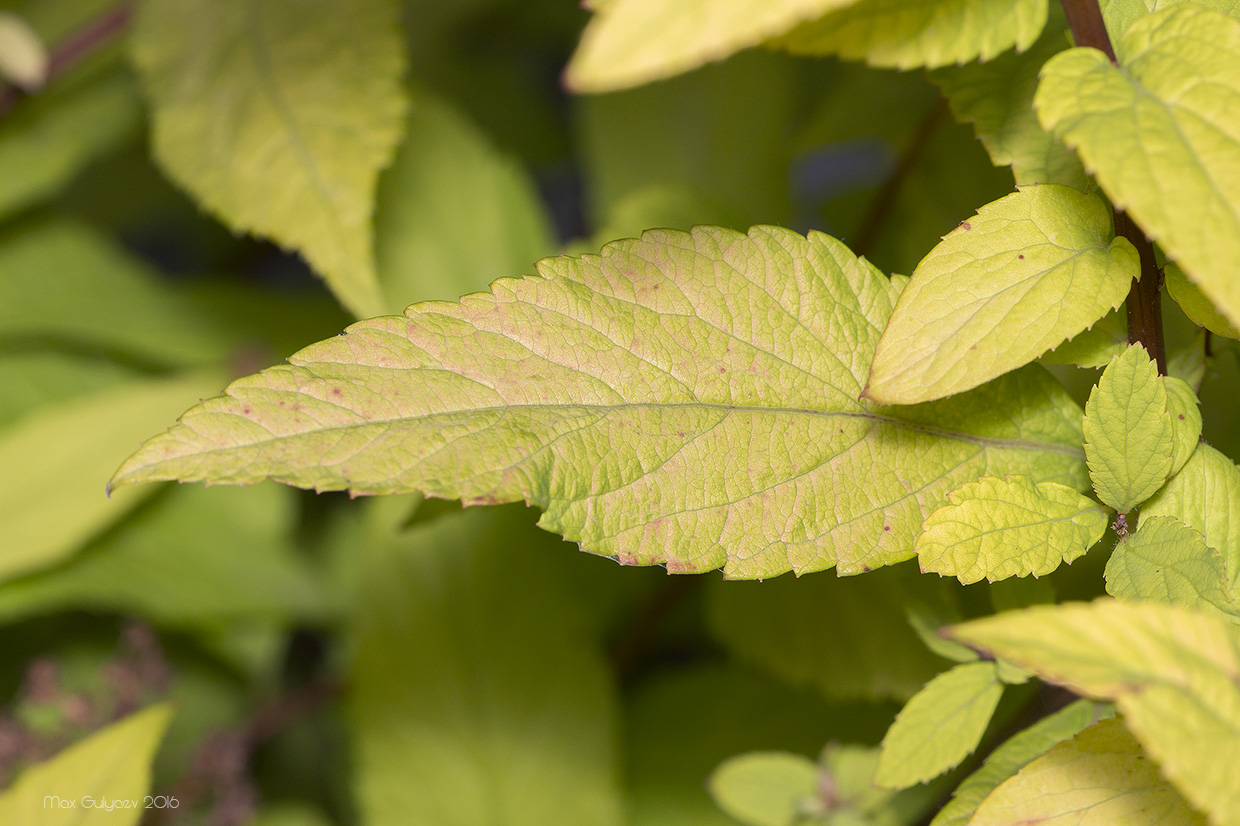 Image of Spiraea japonica specimen.