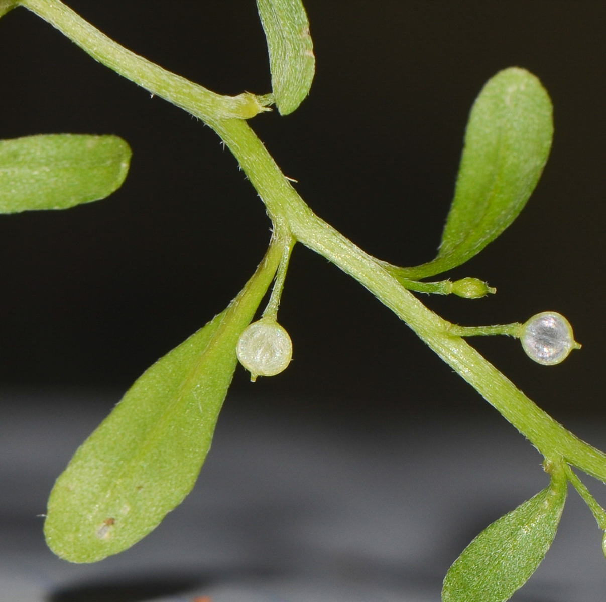 Изображение особи Lobularia arabica.