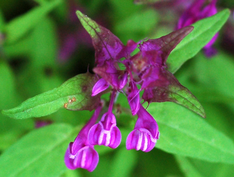 Image of Melampyrum setaceum specimen.