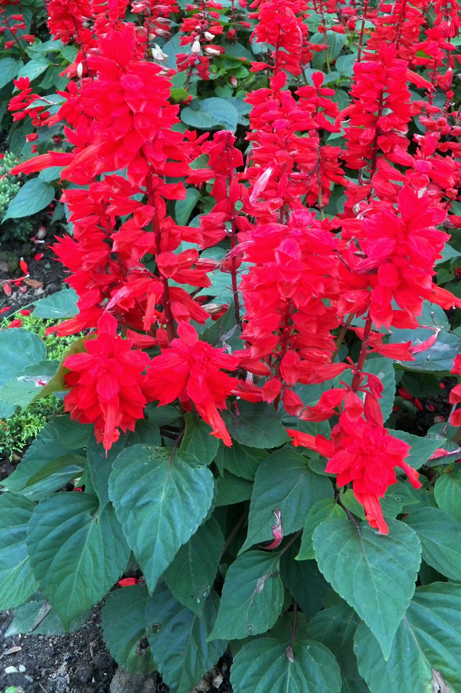 Изображение особи Salvia splendens.