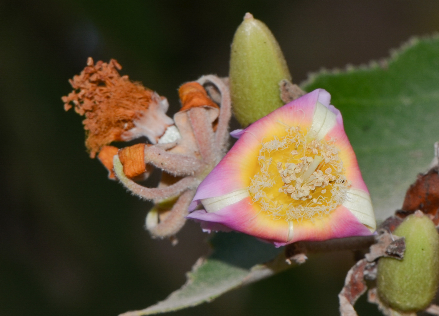 Image of Luehea divaricata specimen.