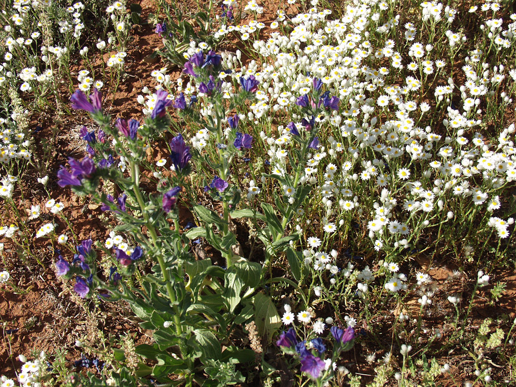 Изображение особи Echium plantagineum.