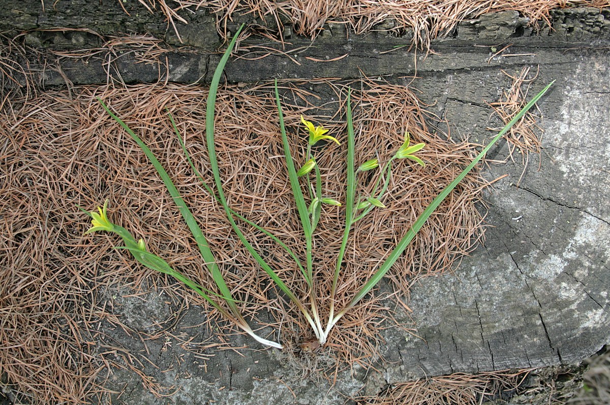 Image of genus Gagea specimen.