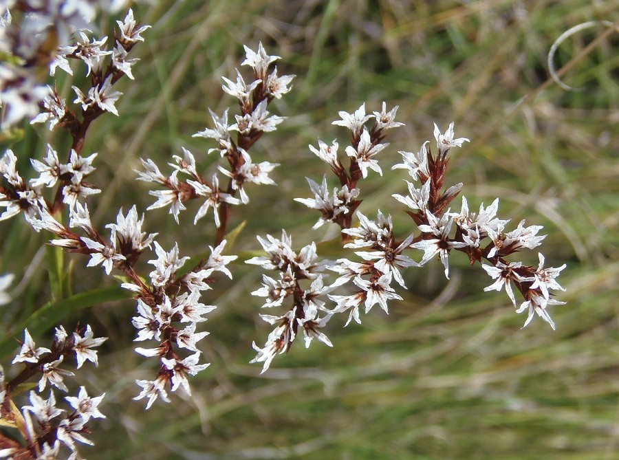 Image of Goniolimon tataricum specimen.