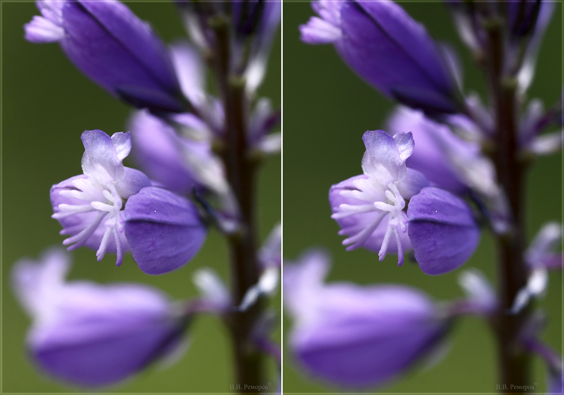 Image of Polygala wolfgangiana specimen.