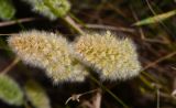 Polypogon monspeliensis. Отцветшие соцветия. Израиль, Шарон, г. Герцлия, парк, сорное. 10.05.2017.