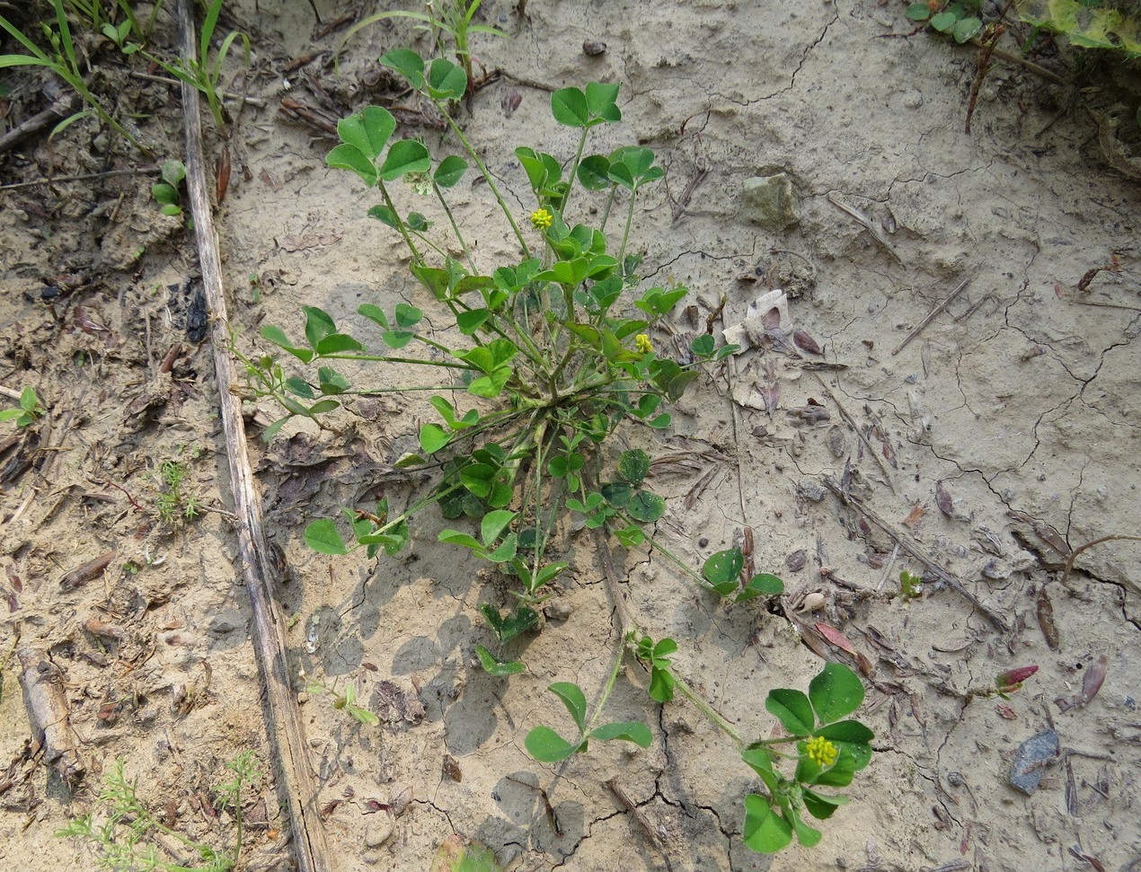 Image of Medicago lupulina specimen.