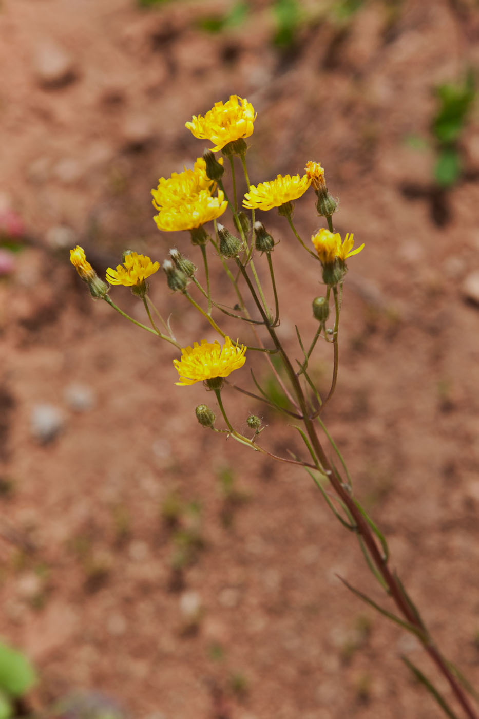 Image of Crepis tectorum specimen.