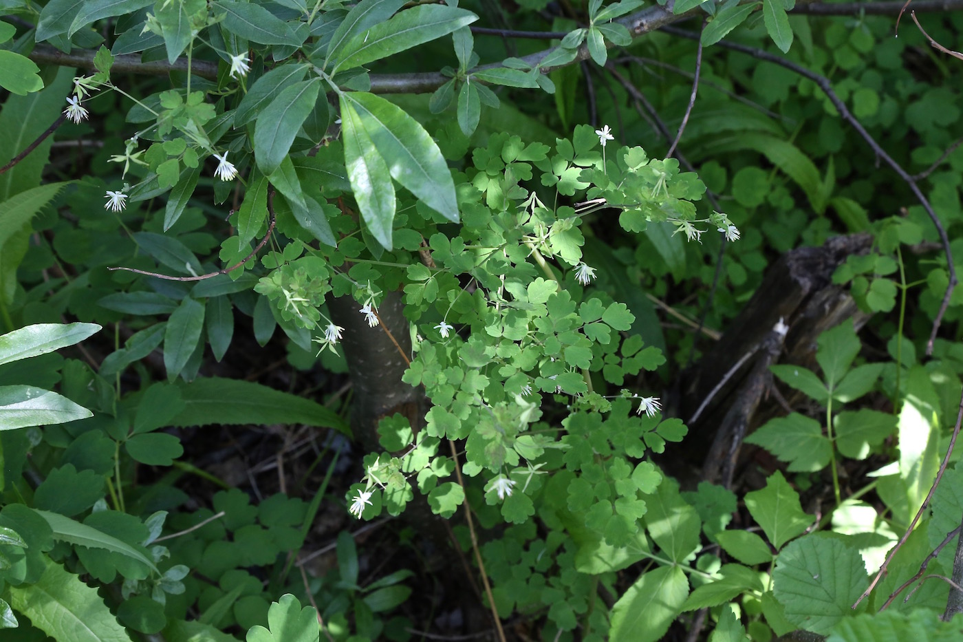 Изображение особи Thalictrum sparsiflorum.