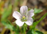 Geranium sibiricum