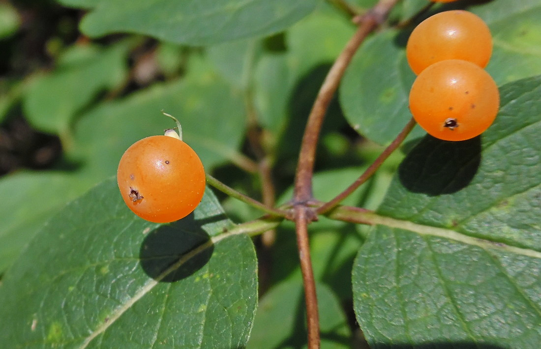 Image of Lonicera tatarica specimen.