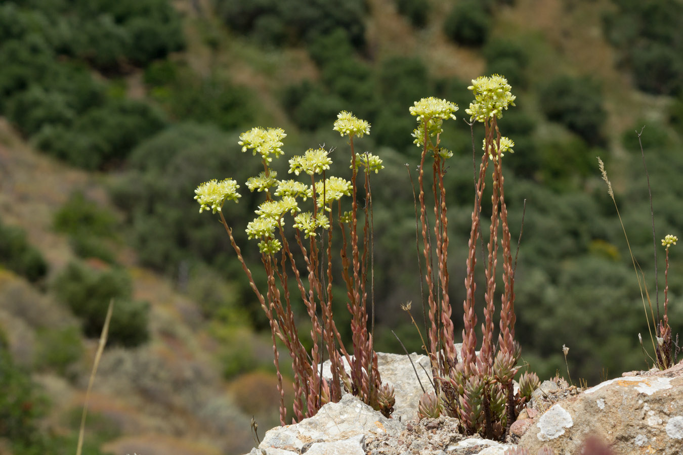 Растения в греции фото с названиями