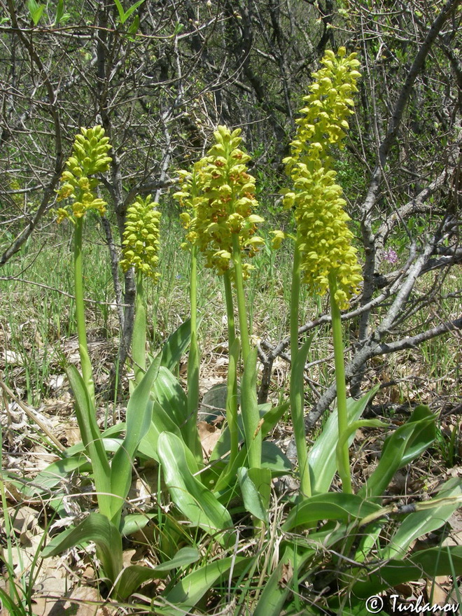 Изображение особи Orchis punctulata.