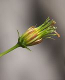 Cosmos sulphureus