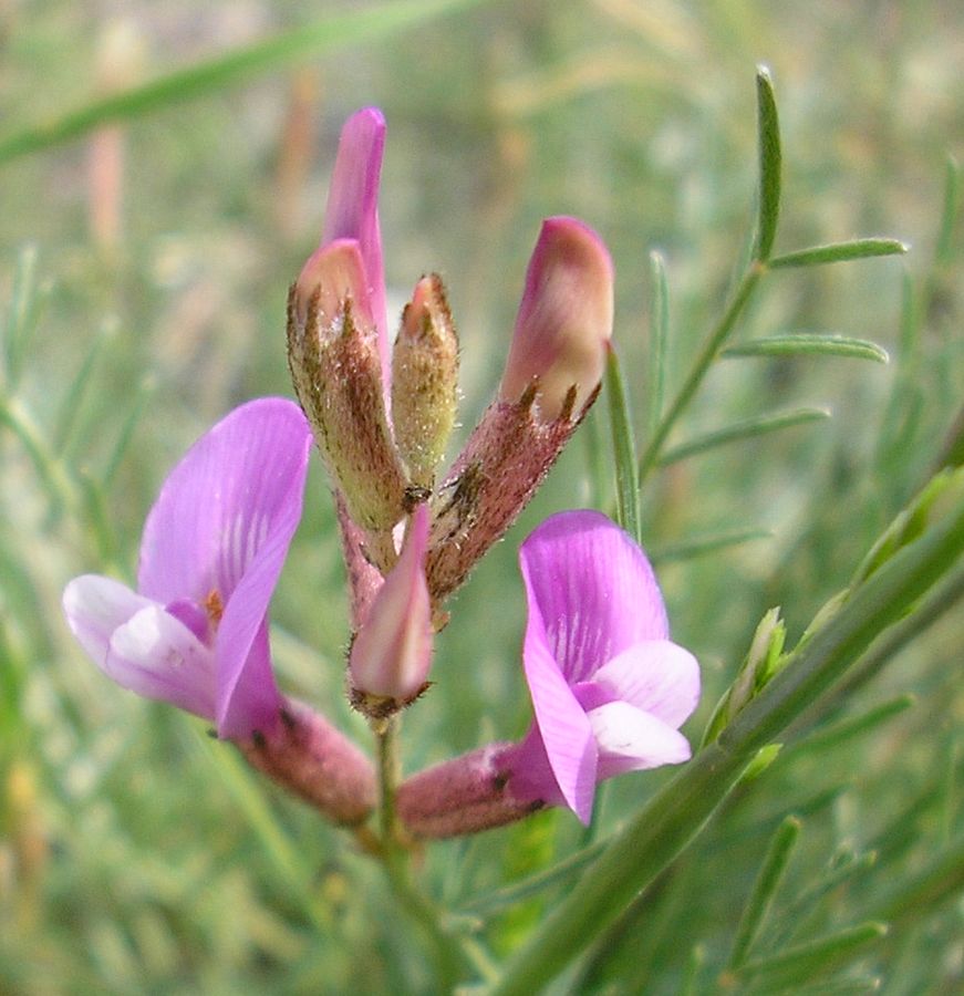 Image of Astragalus ucrainicus specimen.