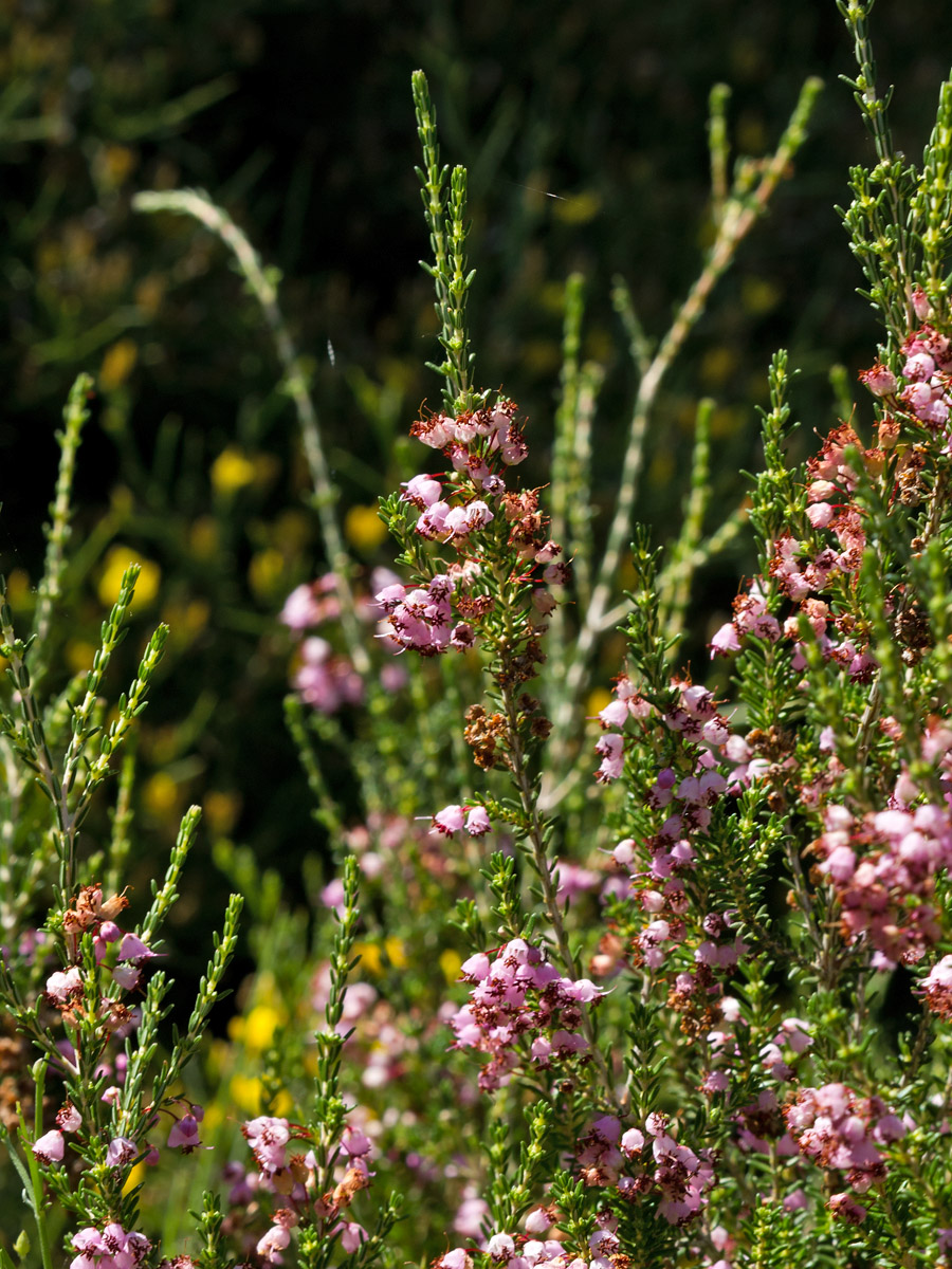 Image of Erica manipuliflora specimen.