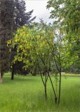 Laburnum anagyroides