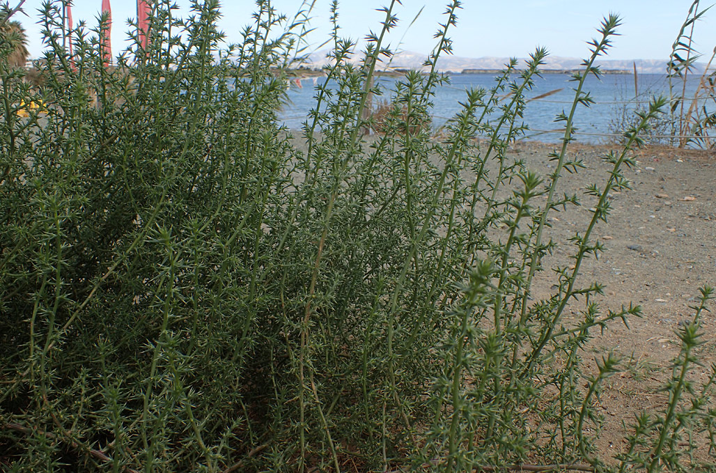 Image of Salsola tragus specimen.