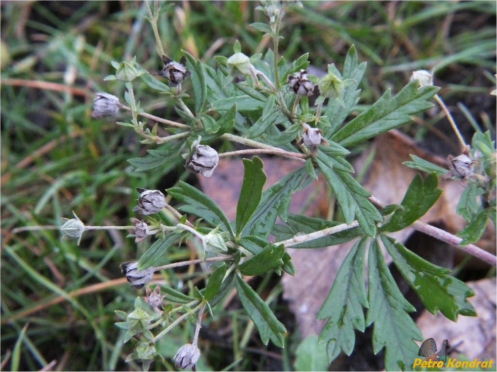 Изображение особи Potentilla argentea.