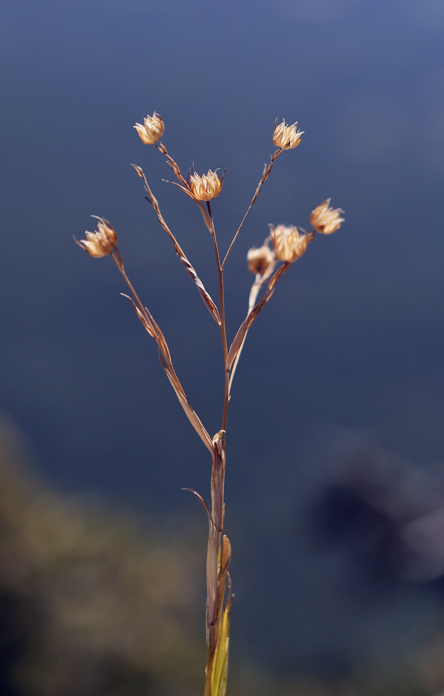 Изображение особи Linum nervosum.