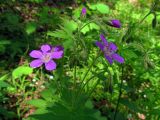 Geranium sylvaticum. Верхушка цветущего растения. Беларусь, Гродненская обл., Новогрудский р-н, Кошелевский сельсовет, окр. дер. Чемеровка, Рутковский пригорок, опушка дубравы орешниково-разнотравной. 23.05.2017.