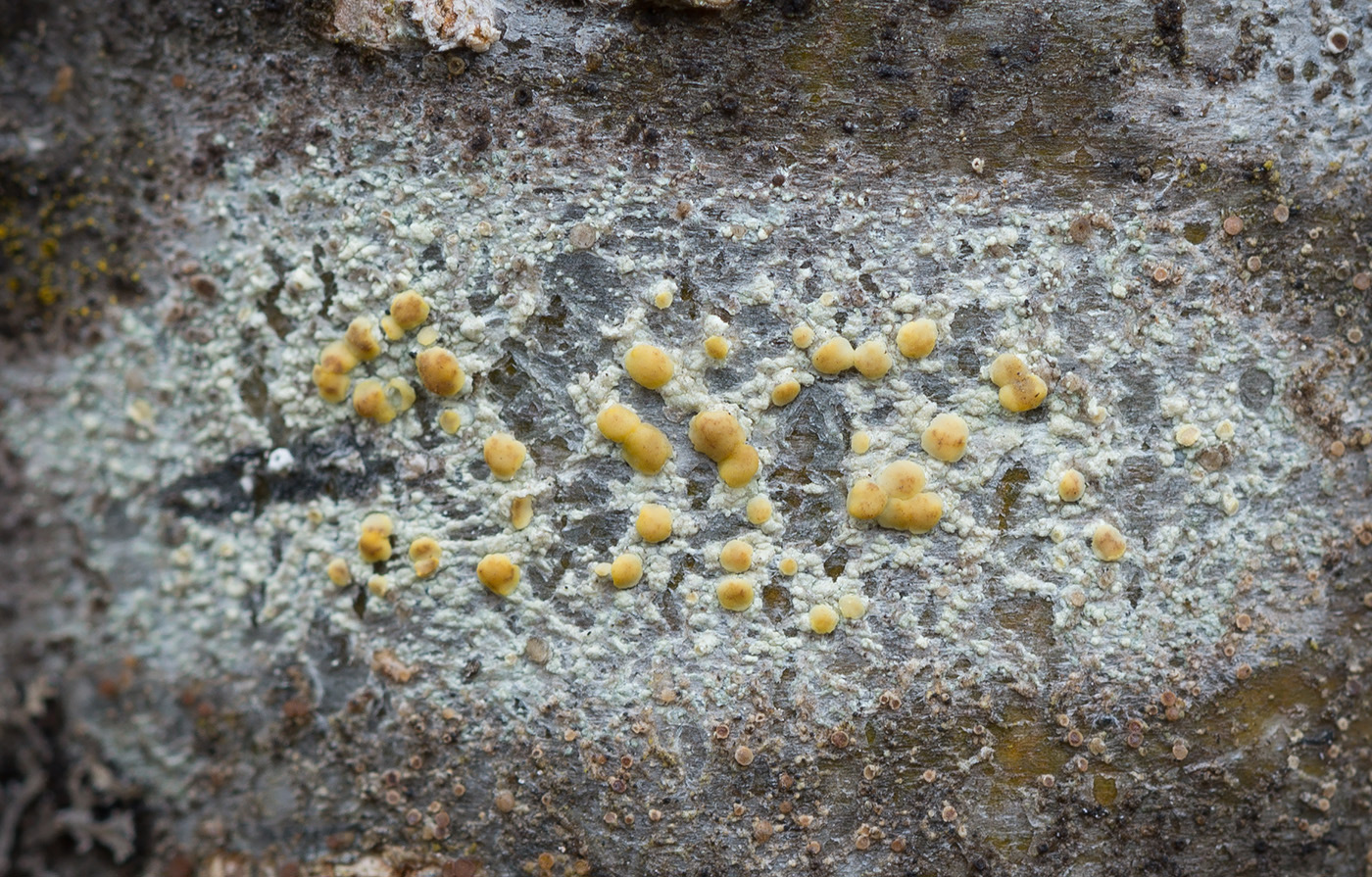 Image of Lecanora symmicta specimen.