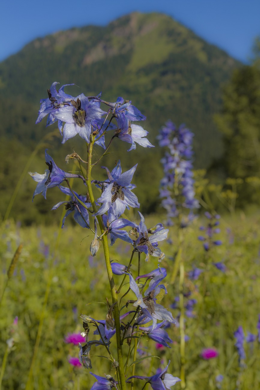 Изображение особи Delphinium flexuosum.