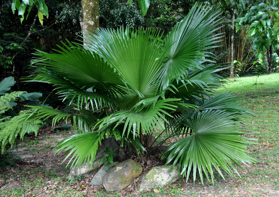 Image of Saribus rotundifolius specimen.