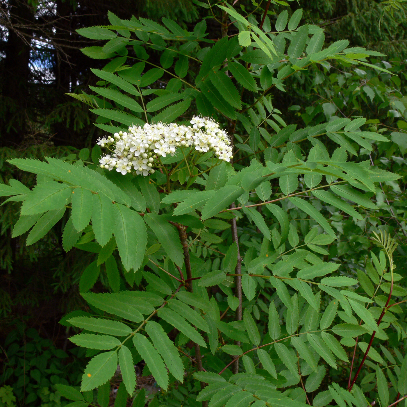 Изображение особи Sorbus sibirica.