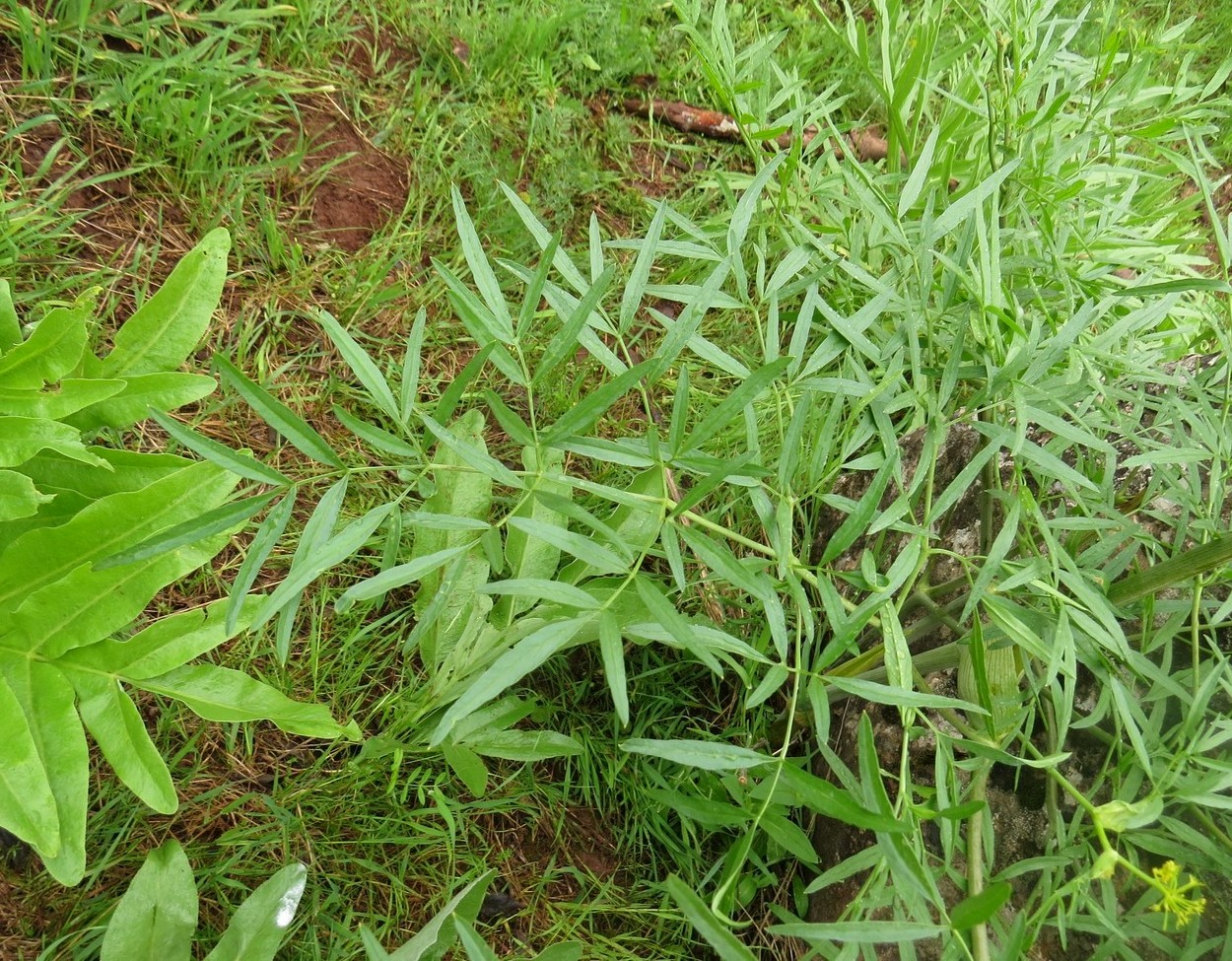 Image of Ferula clematidifolia specimen.