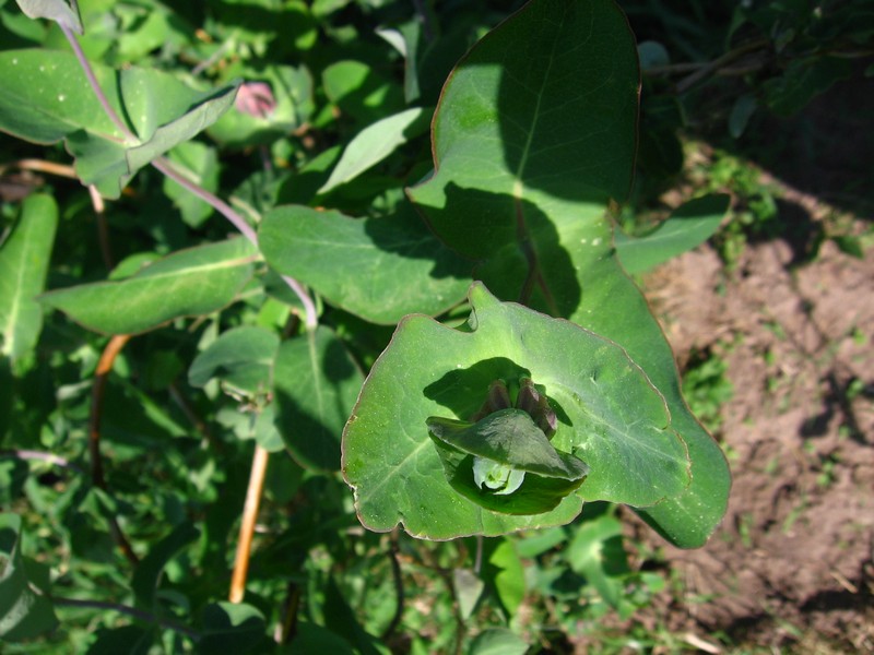 Image of Lonicera caprifolium specimen.