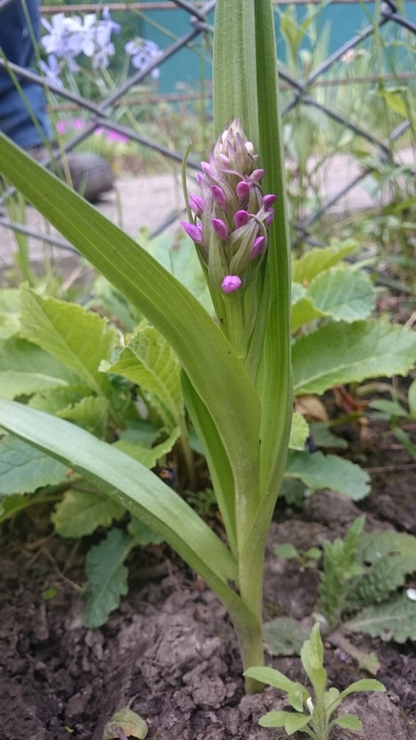 Изображение особи Dactylorhiza incarnata.