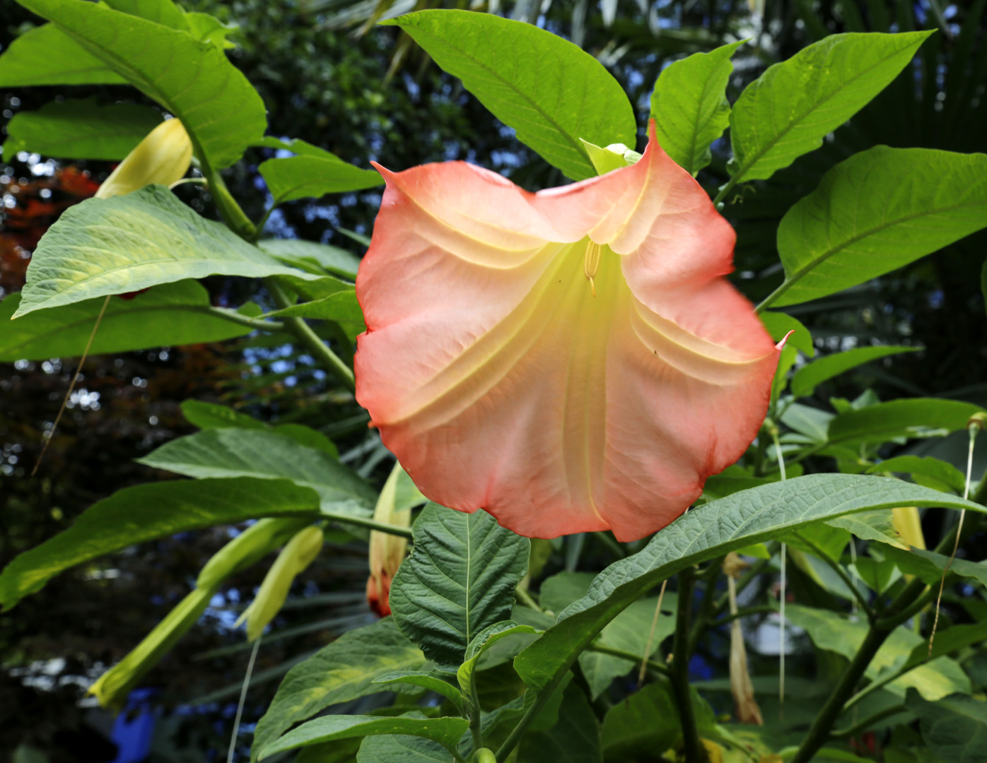 Изображение особи род Brugmansia.