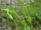 Galium intermedium