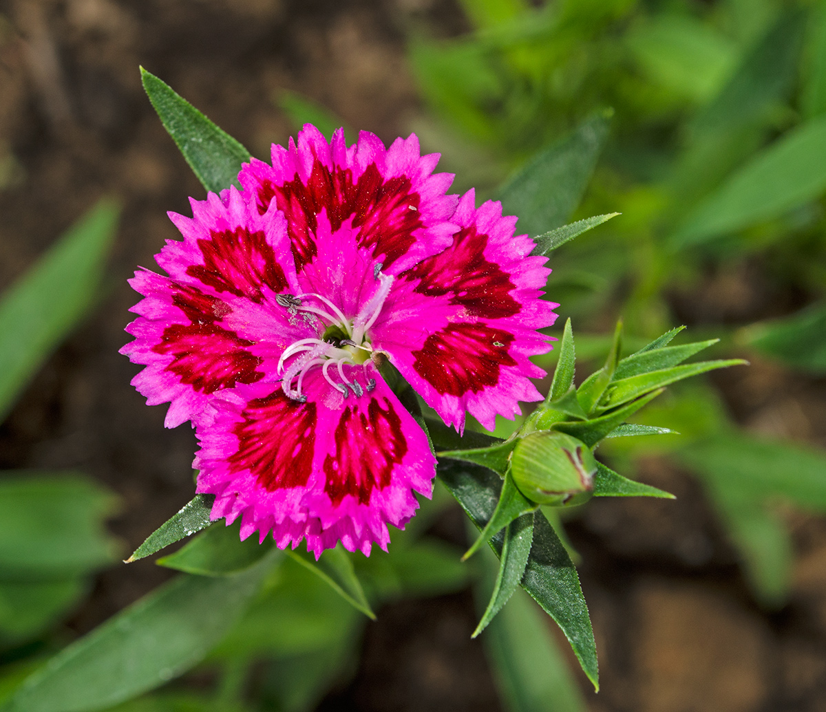 Изображение особи Dianthus barbatus.