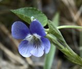 Viola rupestris