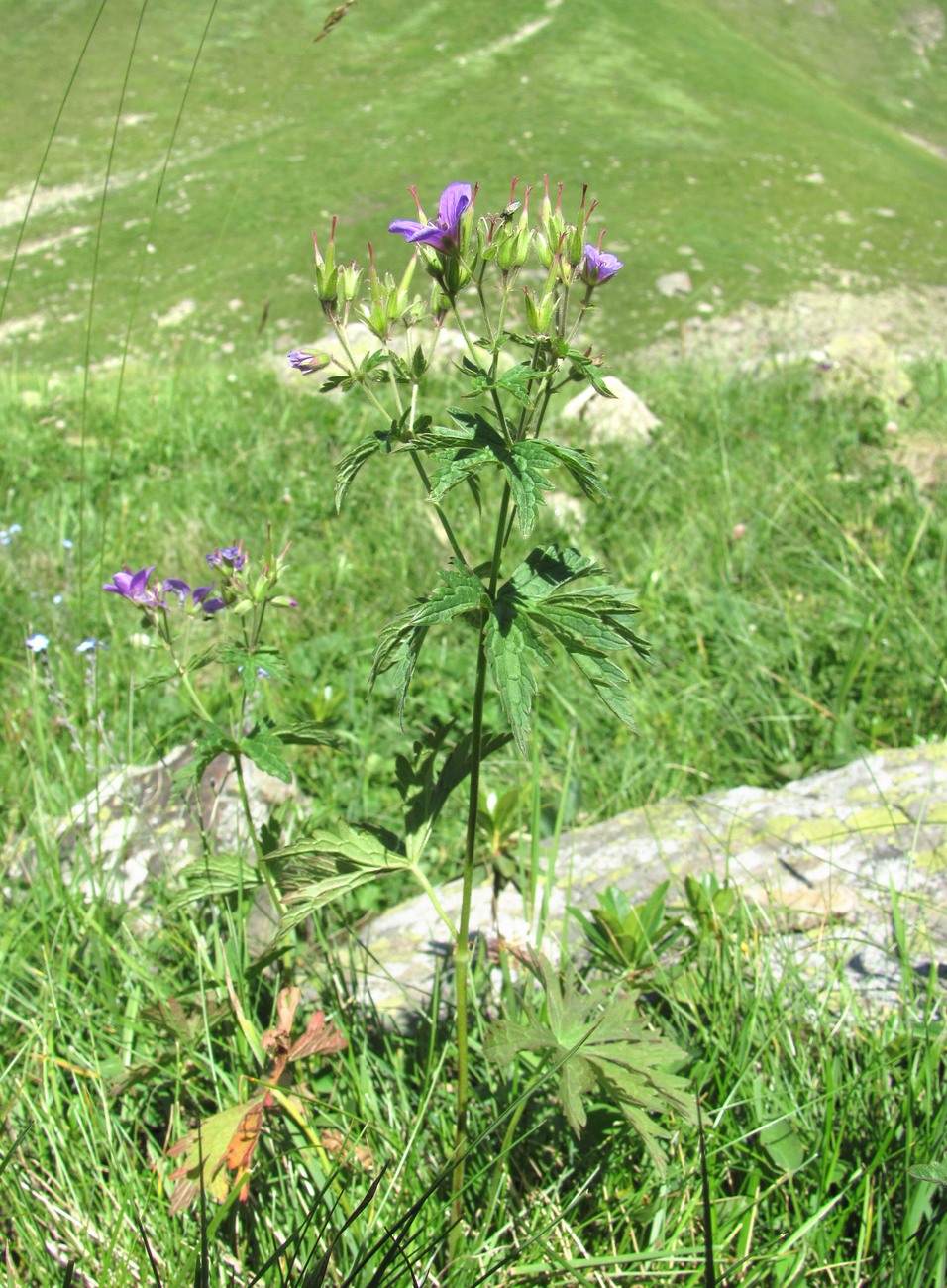 Image of Geranium sylvaticum specimen.