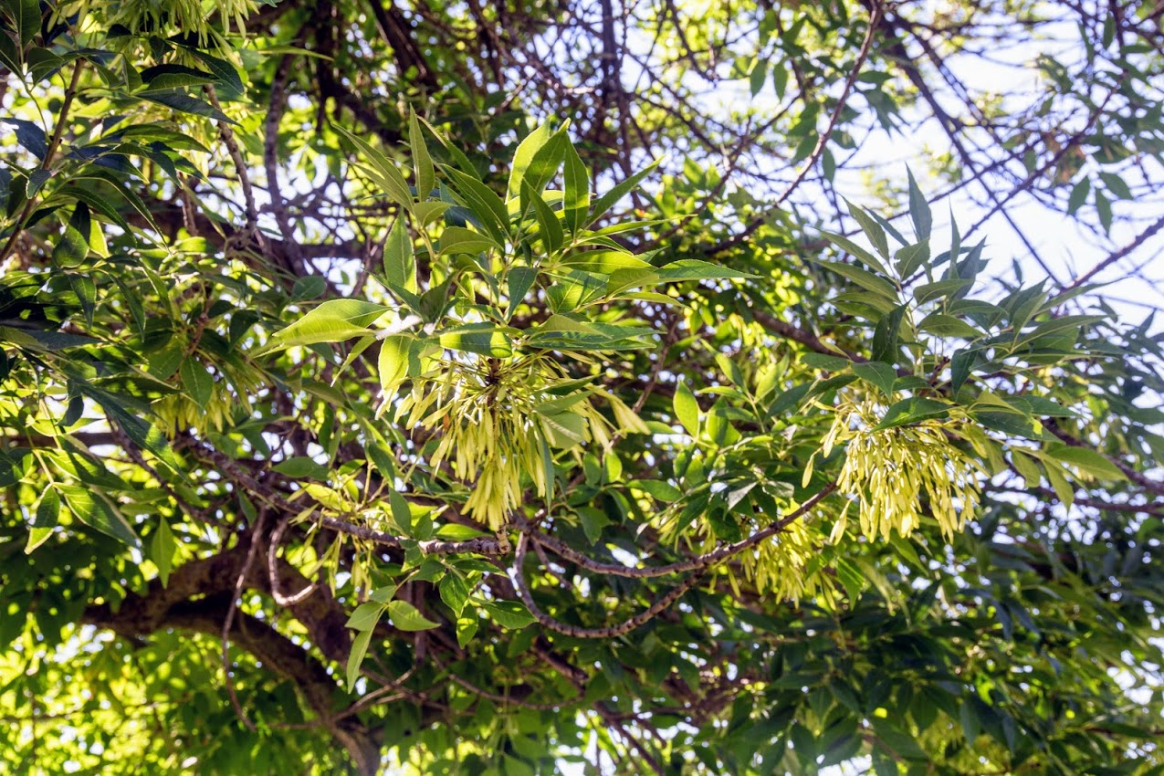 Image of Fraxinus syriaca specimen.