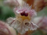 Orobanche pubescens