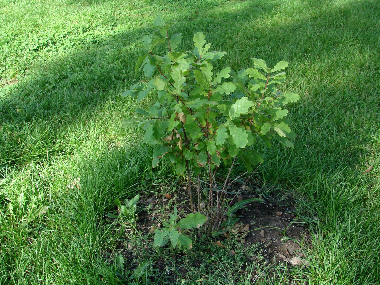 Image of Quercus robur specimen.