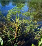 Oenanthe aquatica. Растение, растущее в воде. Чувашия, окр. г. Шумерля, пойма р. Сура, оз. Щучья лужа. 11 июня 2008 г.