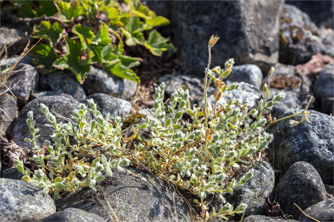 Изображение особи Cerastium alpinum.