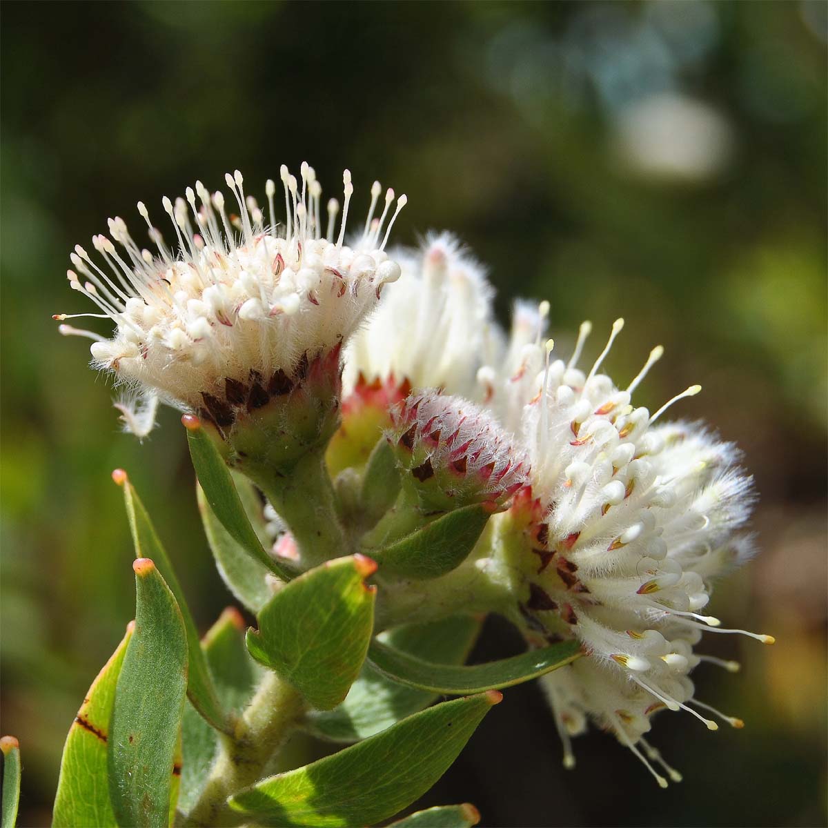 Изображение особи Leucospermum bolusii.