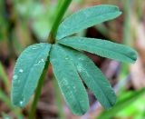 Trifolium spryginii. Часть побега. Свердловская обл., окр. г. Среднеуральск, дер. Коптяки, опушка смешанного леса. 13.06.2010.