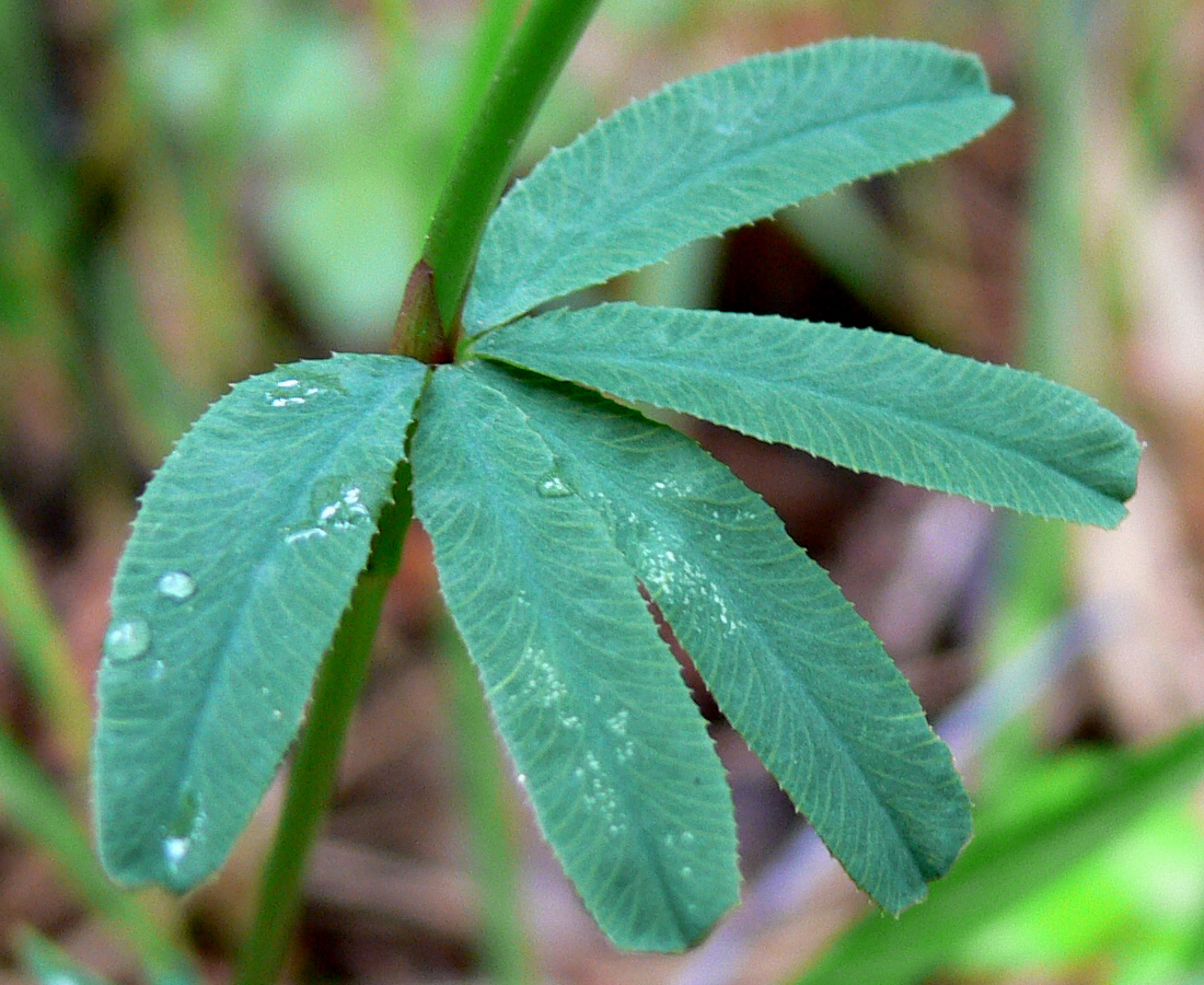 Image of Trifolium spryginii specimen.