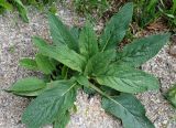 Symphytum caucasicum. Вегетирующее растение. Якутия, Алданский р-н, северная окр. г. Алдан, около огорода. 16.06.2016.