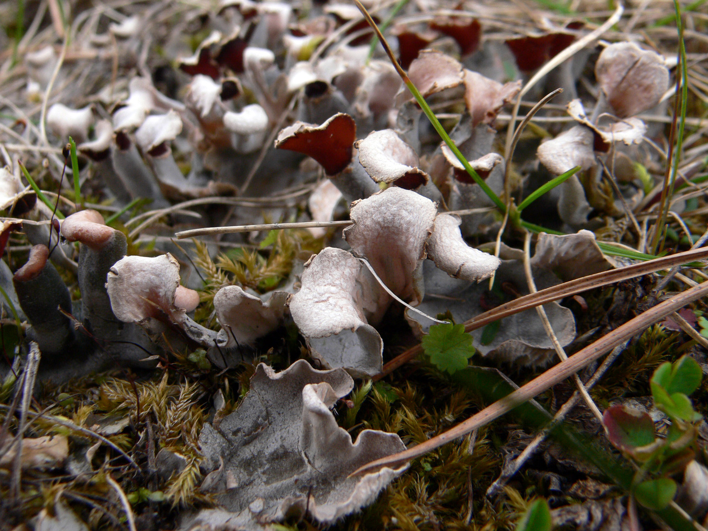 Image of Peltigera didactyla specimen.